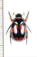 テントウコガネの一種　♂　Rutelarcha sp.   フィリピン（ネグロス島）