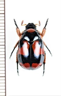 テントウコガネの一種　♂　Rutelarcha sp.   フィリピン（ネグロス島）