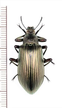 ゴミムシダマシの一種　Falsocamaria sp.　♀　ベトナム北中部