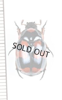 テントウコガネの一種　♀　Rutelarcha sp.   フィリピン（ミンダナオ島）