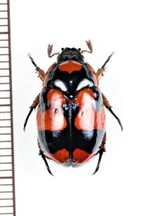 テントウコガネの一種　♀　Rutelarcha sp.   フィリピン（ミンダナオ島）
