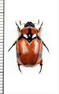 テントウコガネの一種　♀　Rutelarcha sp.   フィリピン（ルソン島）