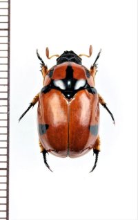 テントウコガネの一種　♀　Rutelarcha sp.   フィリピン（ルソン島）