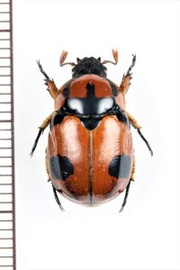 テントウコガネの一種　♀　Rutelarcha sp.   フィリピン（ルソン島）