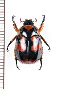 テントウコガネの一種　♂　Rutelarcha sp.   フィリピン（ミンダナオ島）