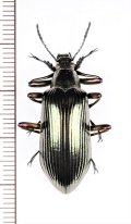 ゴミムシダマシの一種　Falsocamaria sp.　♂　ベトナム中部