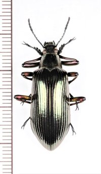 ゴミムシダマシの一種　Falsocamaria sp.　♂　ベトナム中部