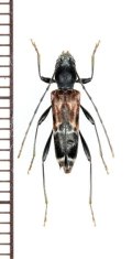 マツシタトラカミキリ　♀　岩手県
