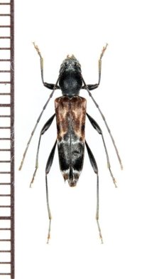 マツシタトラカミキリ　♀　岩手県