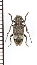 エゾサビカミキリ　♀　青森県