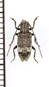 エゾサビカミキリ　♀　青森県