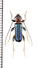 チャイロヒラタカミキリ　♂　岩手県