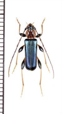 チャイロヒラタカミキリ　♂　岩手県