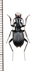 フタトゲナガゴミムシ　♂　青森県