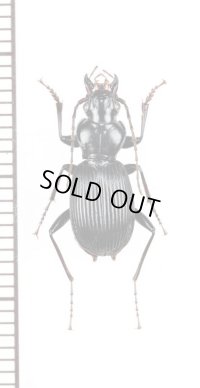 フタトゲナガゴミムシ　♂　青森県