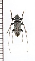 ゴマダラモモブトカミキリ　♂　青森県