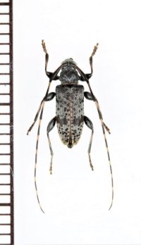 ゴマダラモモブトカミキリ　♂　青森県