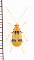 テントウムシ擬態のハムシの一種　Chrysomelidae species　ベトナム北中部