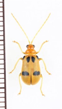 テントウムシ擬態のハムシの一種　Chrysomelidae species　ベトナム北中部