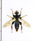 ムシヒキアブの一種　Asilidae species　ベトナム北東部