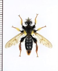 ムシヒキアブの一種　Asilidae species　ベトナム北東部