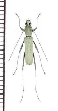 カミキリムシの一種　Rhaphuma grisescens　♀　ベトナム北東部