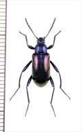 ゴミムシダマシの一種　Strongylium sp.　♂　ベトナム北東部
