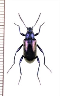 ゴミムシダマシの一種　Strongylium sp.　♂　ベトナム北東部