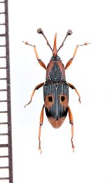 眼状紋を持つオサゾウムシの一種　Rhynchophoridae species　ベトナム北東部