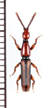 ミツギリゾウムシの一種　Brentidae species　ベトナム北東部