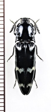 コメツキムシの一種　Elateridae species　♀　ベトナム北東部