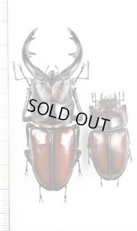 トカラノコギリクワガタ　大型ペア♂68mm ♀36.2mm 　諏訪之瀬島