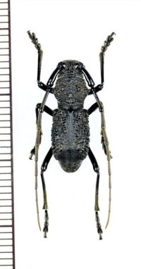 カミキリムシの一種　Falsotrachystola sp. 　♂　中国（広西チワン族自治区）