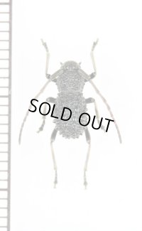 カミキリムシの一種　Cerambycidae species　中国（広西チワン族自治区）