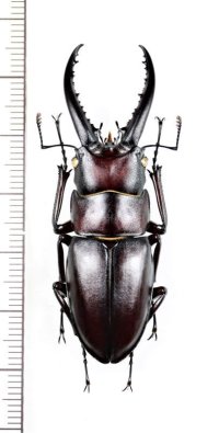 ミシマイオウノコギリクワガタ　♂54.1mm   硫黄島