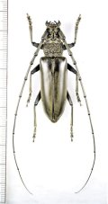 カミキリムシの一種　Nadezhdiella cantori　♂　 ベトナム中部