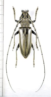 カミキリムシの一種　Nadezhdiella cantori　♂　 ベトナム中部