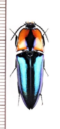 コメツキムシの一種　Campsosternus sp.　♀　 ベトナム中部