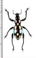 カタゾウムシの一種　Pachyrhynchus dohrni　フィリピン(ルソン島)
