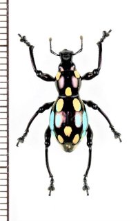 カタゾウムシの一種　Pachyrhynchus dohrni　フィリピン(ルソン島)