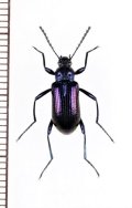 ゴミムシダマシの一種　Strongylium sp.　ベトナム中部