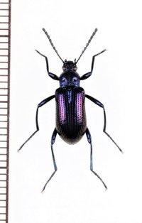ゴミムシダマシの一種　Strongylium sp.　ベトナム中部