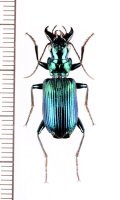 アトバゴミムシの一種　Catascopus sp.　ベトナム中部