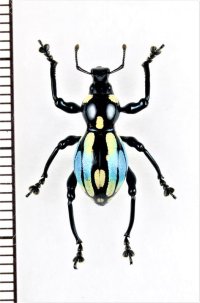 カタゾウムシの一種　Pachyrhynchus dohrni　フィリピン(ルソン島)