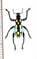 カタゾウムシの一種　Pachyrhynchus dohrni　フィリピン(ルソン島)