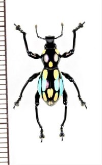 カタゾウムシの一種　Pachyrhynchus dohrni　フィリピン(ルソン島)