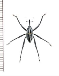 ゾウムシの一種　 Arachnobas sp.　♂　インドネシア（モルッカ諸島：ウォカム島）