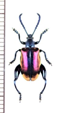 オオモモブトハムシの一種　Sagra sp.　♀　タイ