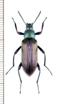 ゴミムシダマシの一種　Strongylium cupripenne　マダガスカル