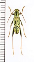 スズメバチ擬態のカミキリムシの一種 　Clytini species　 ベトナム北東部